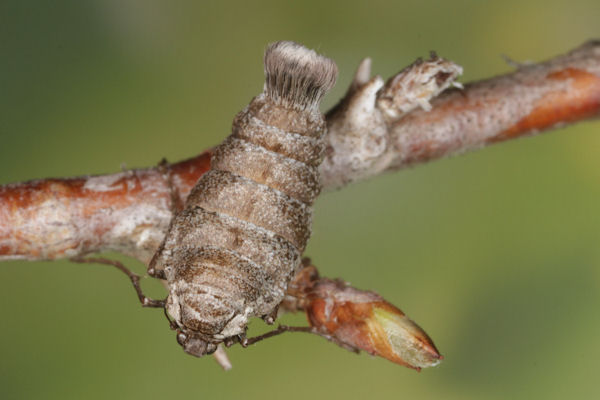 Alsophila aescularia: Bild 23