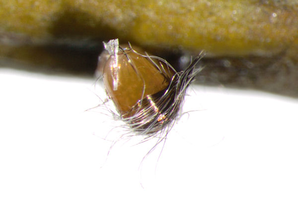 Alsophila aescularia: Bild 1
