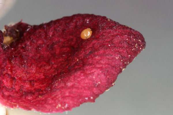 Gymnoscelis rufifasciata: Bild 1