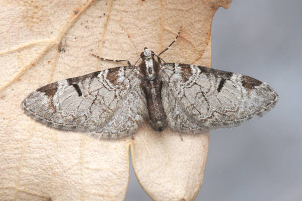 Eupithecia insigniata: Bild 28