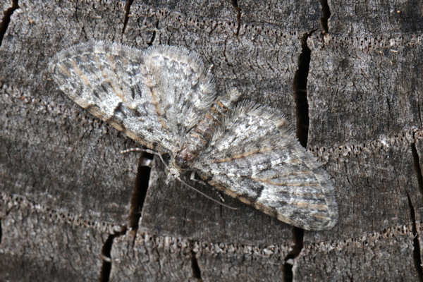 Eupithecia dodoneata: Bild 26