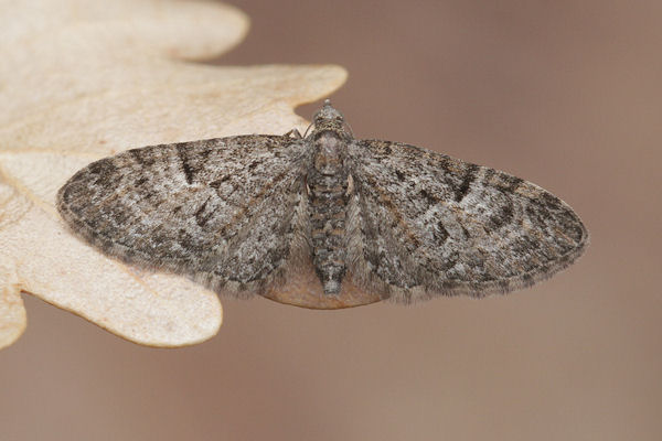 Eupithecia dodoneata: Bild 31