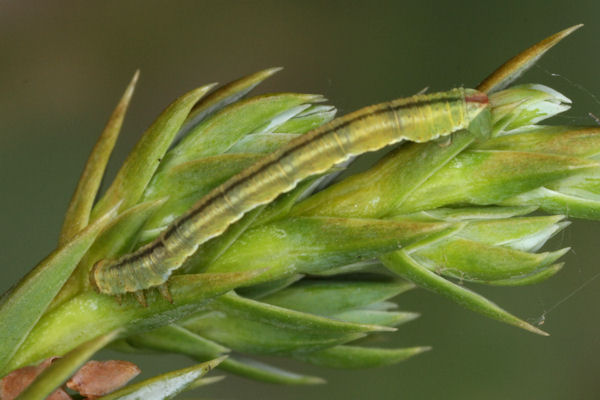 Eupithecia pusillata: Bild 34