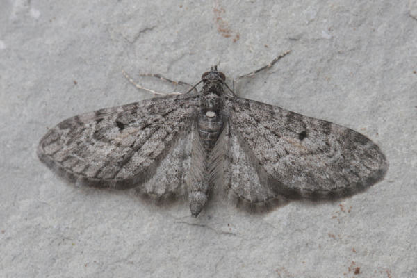 Eupithecia lariciata: Bild 29