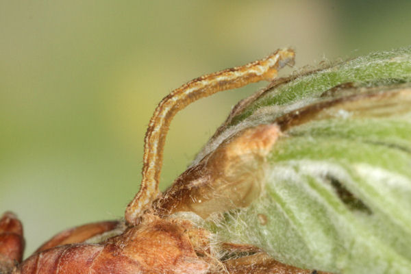 Eupithecia dodoneata: Bild 31