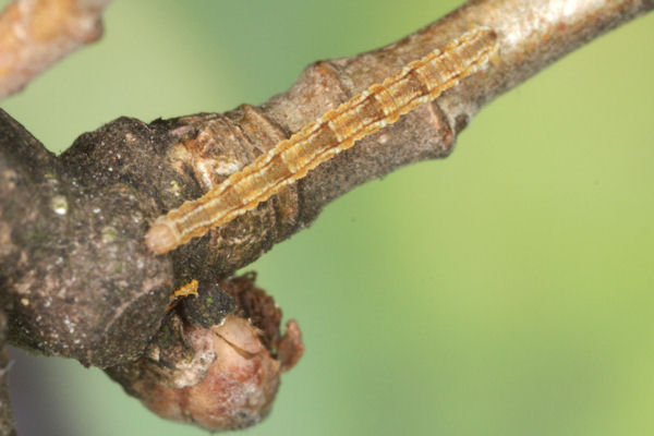 Eupithecia dodoneata: Bild 32