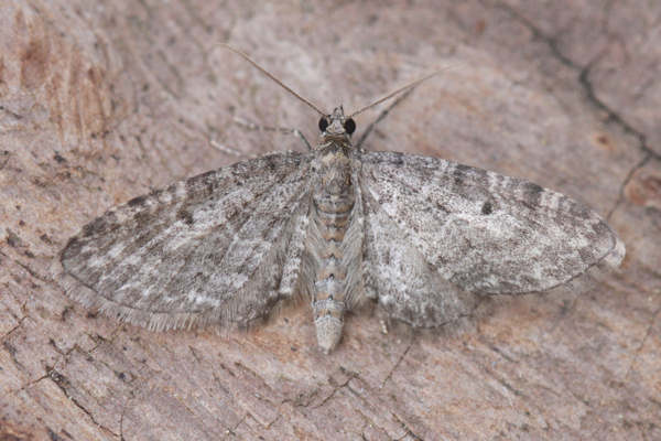 Eupithecia subfuscata: Bild 12
