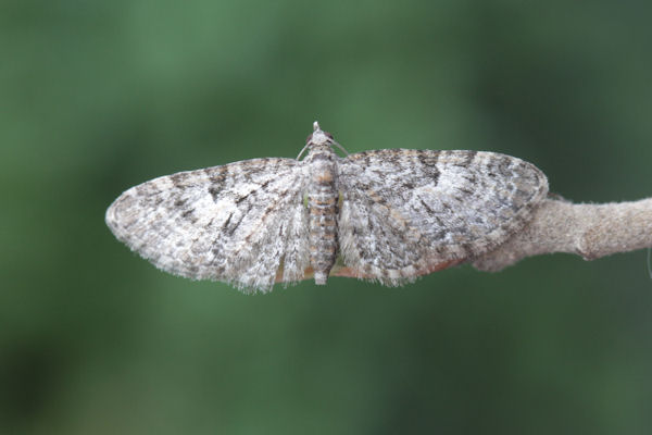Eupithecia dodoneata: Bild 34