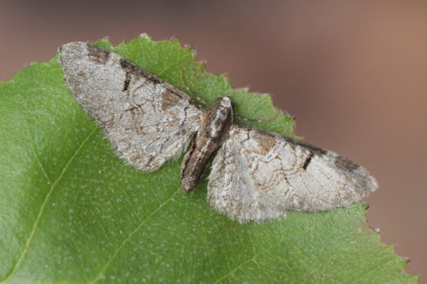 Eupithecia insigniata: Bild 3