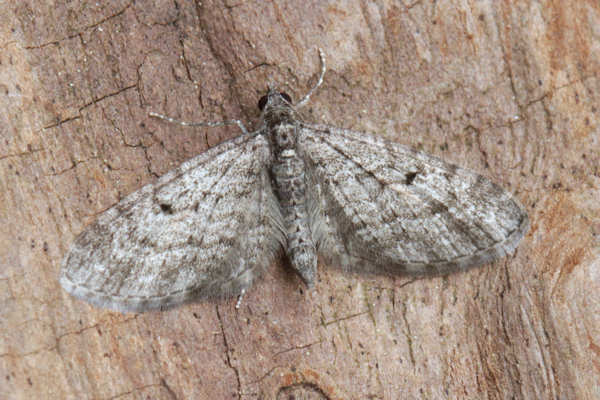 Eupithecia lariciata: Bild 14