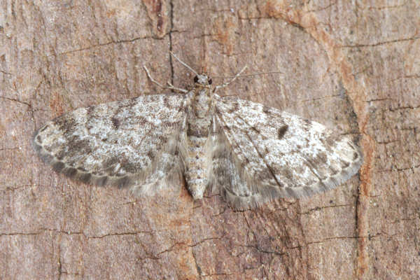 Eupithecia tantillaria: Bild 26