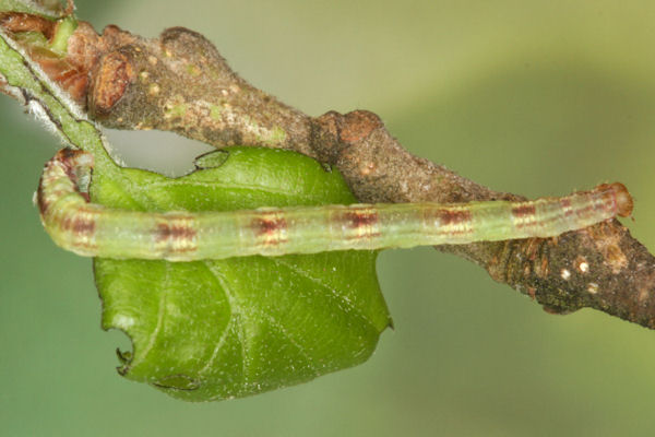 Eupithecia irriguata: Bild 55