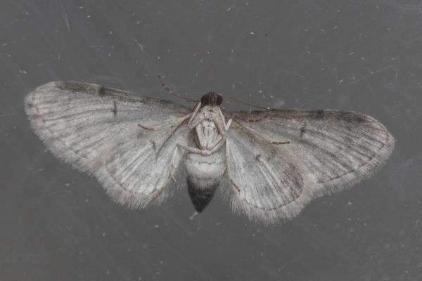 Eupithecia subfuscata: Bild 61