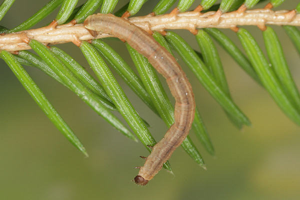 Eupithecia lanceata: Bild 50