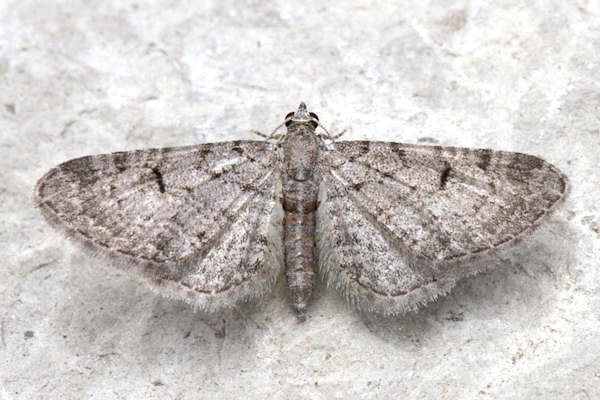 Eupithecia distinctaria: Bild 2