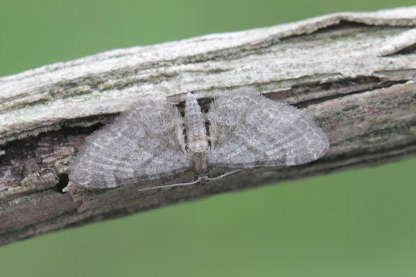 Eupithecia haworthiata: Bild 4