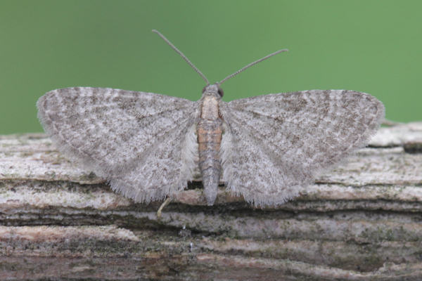 Eupithecia haworthiata: Bild 6