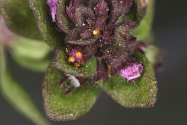 Eupithecia distinctaria: Bild 9