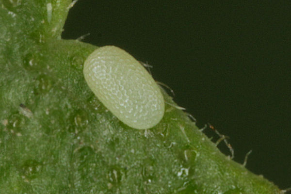 Cyclophora annularia: Bild 1