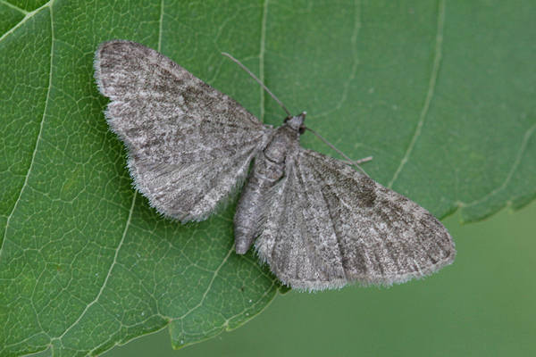 Eupithecia thalictrata: Bild 13
