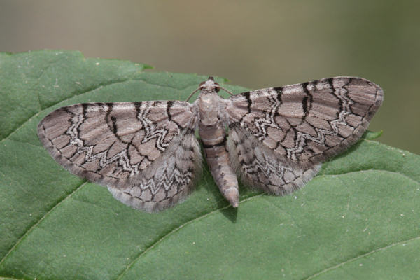 Eupithecia schiefereri: Bild 1