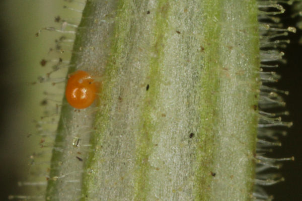 Eupithecia schiefereri: Bild 2