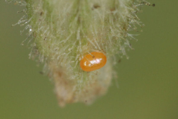 Eupithecia schiefereri: Bild 3