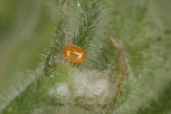 Eupithecia schiefereri: Bild 5