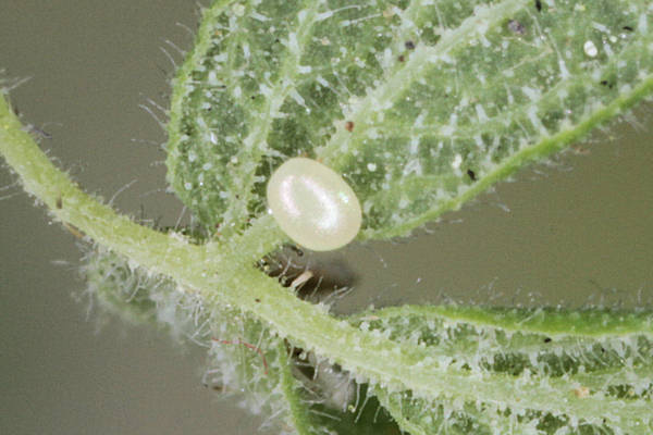 Eupithecia thalictrata: Bild 2
