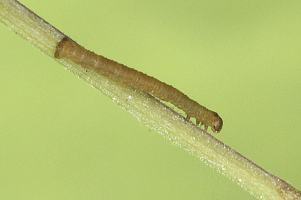 Eupithecia thalictrata: Bild 16