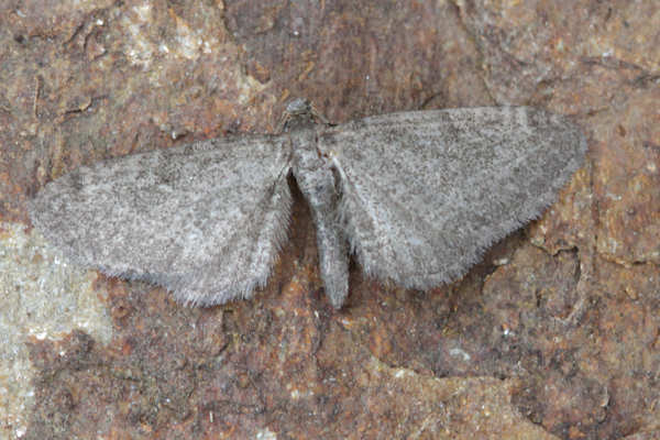 Eupithecia thalictrata: Bild 2