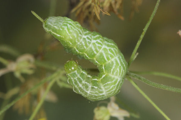 Panchrysia v-argenteum: Bild 3