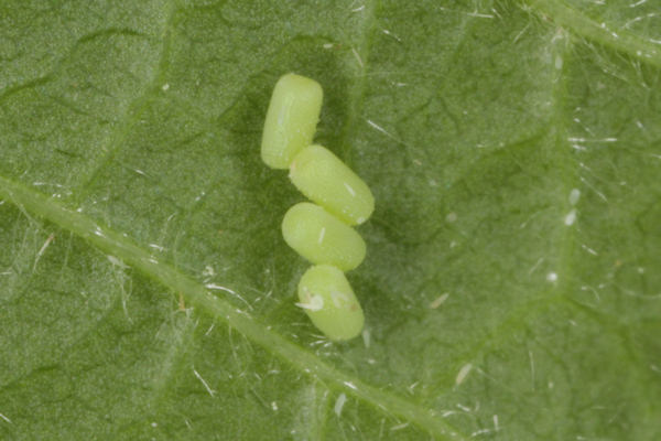 Perconia strigillaria: Bild 5