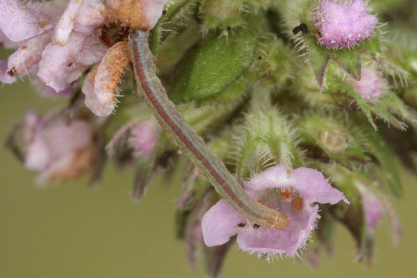 Eupithecia distinctaria: Bild 24