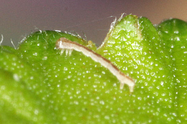 Cyclophora annularia: Bild 10
