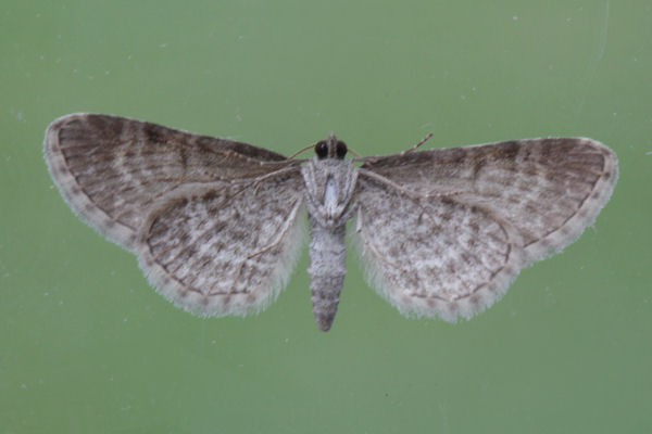 Eupithecia pernotata: Bild 15