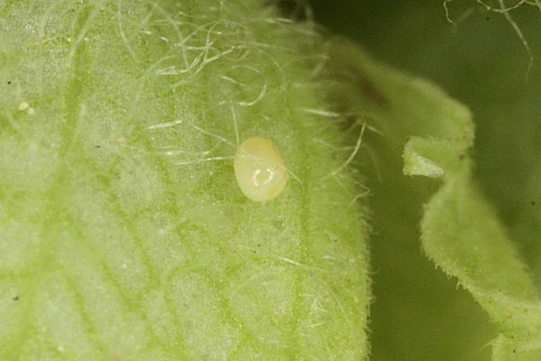 Perizoma albulata: Bild 6