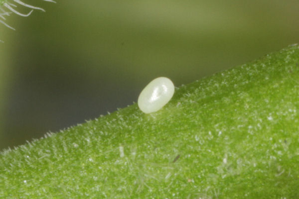 Eupithecia schiefereri: Bild 10