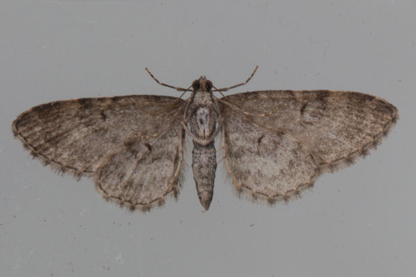 Eupithecia vulgata: Bild 29
