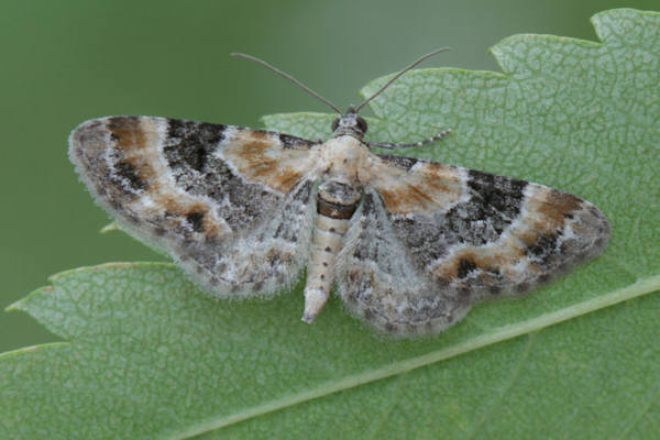 Eupithecia linariata: Bild 1
