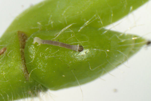 Eupithecia egenaria: Bild 5