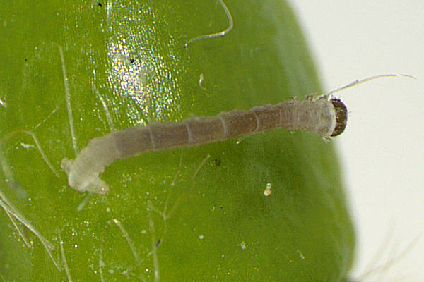 Eupithecia egenaria: Bild 7