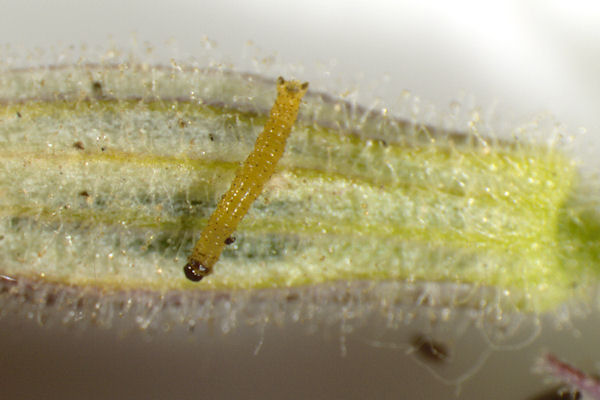 Eupithecia schiefereri: Bild 18