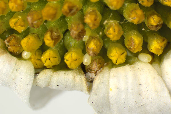 Eupithecia centaureata: Bild 6