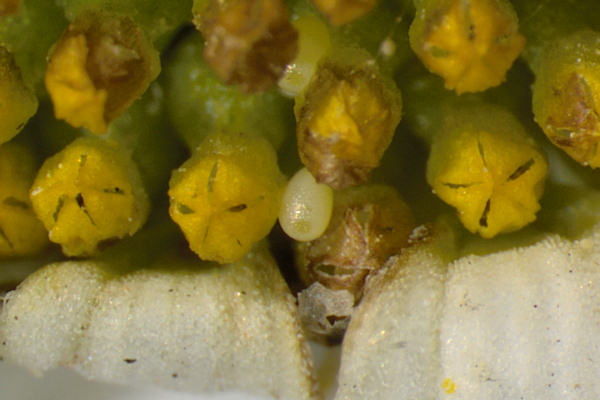 Eupithecia centaureata: Bild 7