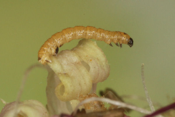 Eupithecia schiefereri: Bild 23