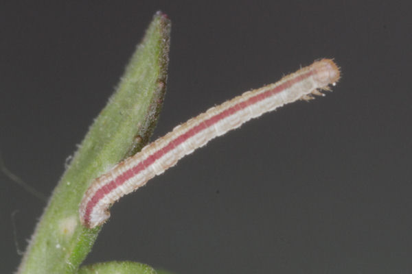 Eupithecia distinctaria: Bild 35