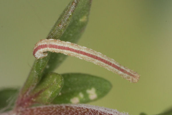 Eupithecia distinctaria: Bild 36