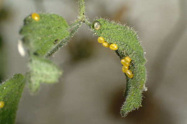 Eupithecia thalictrata: Bild 6