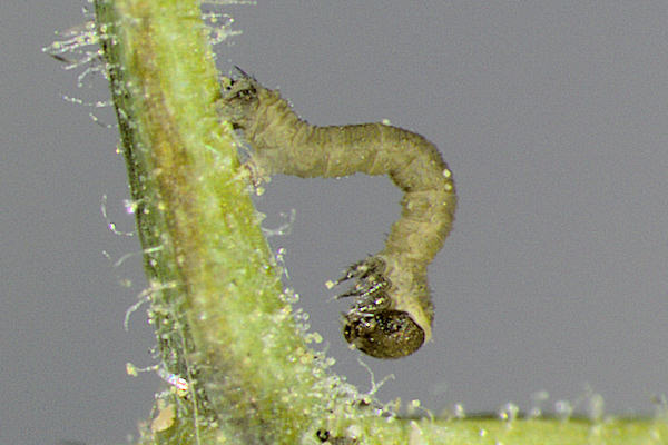 Eupithecia thalictrata: Bild 15